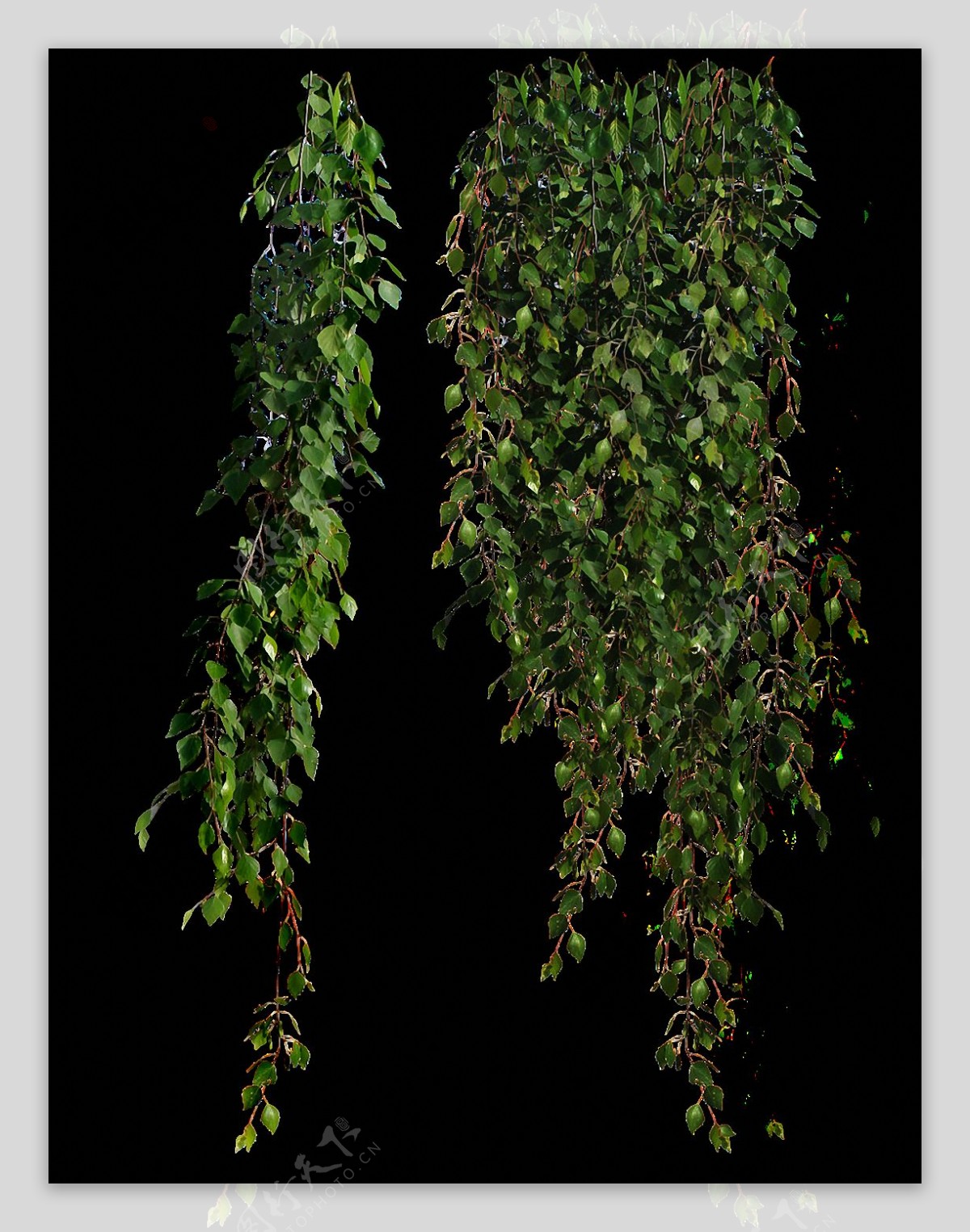 绿色蔓藤植物免抠png透明图层素材