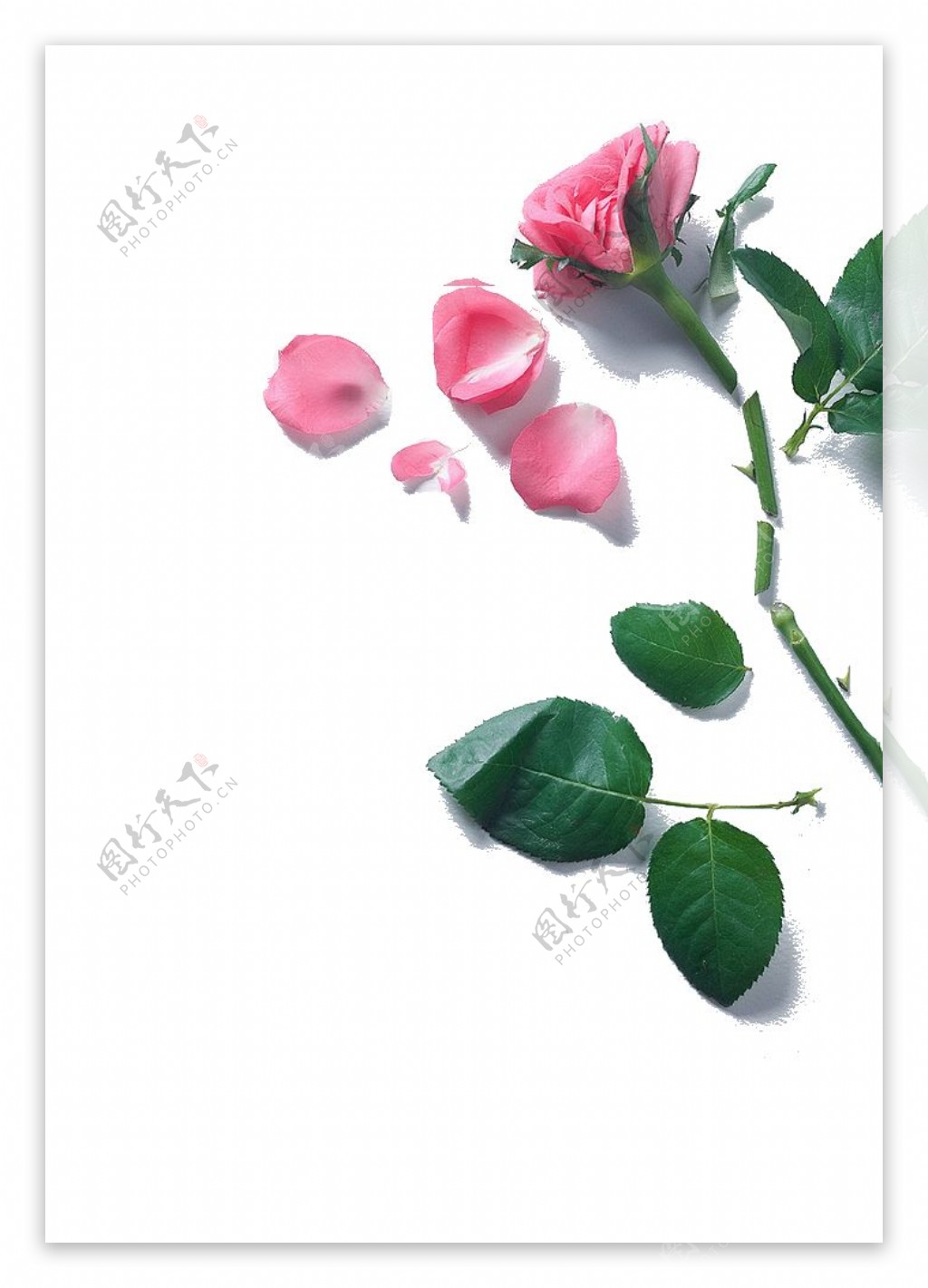 粉色玫瑰花瓣素材图片