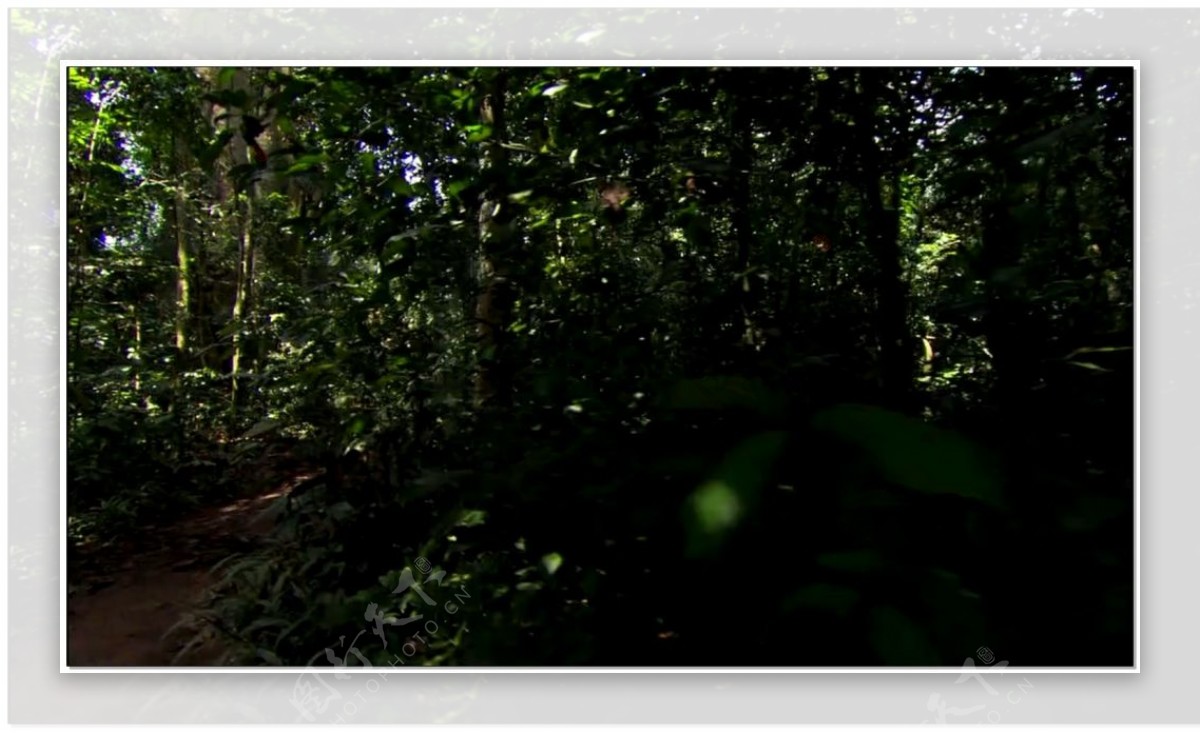 森林动态视频素材