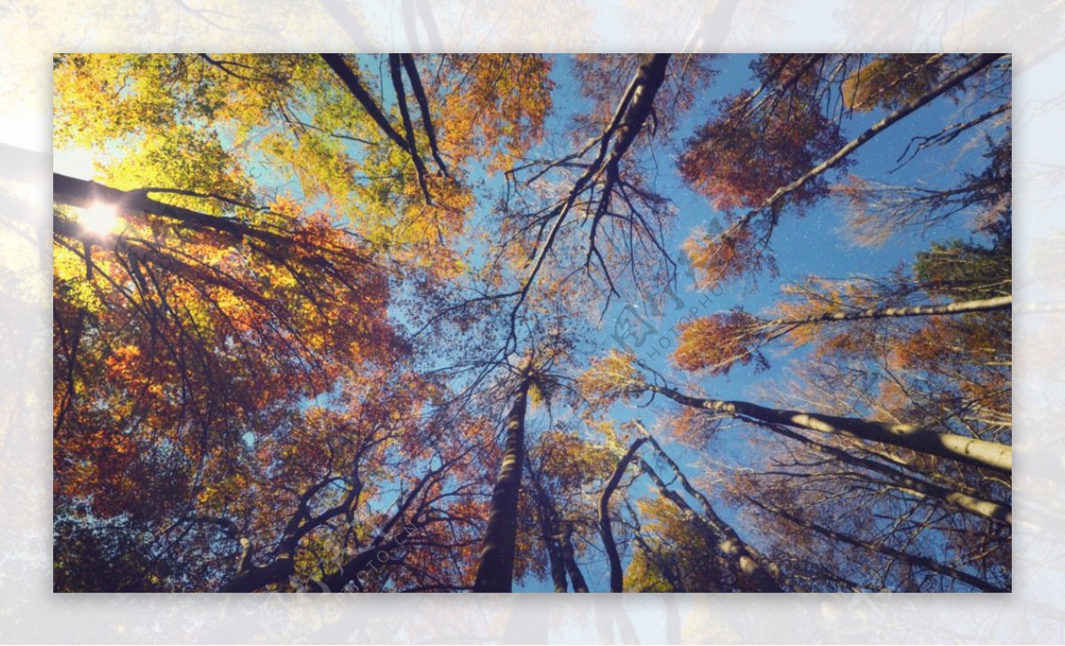 秋天树林仰拍动态高清视频