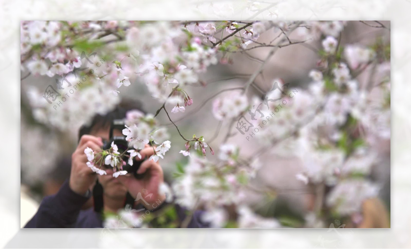 游客拍摄白樱花