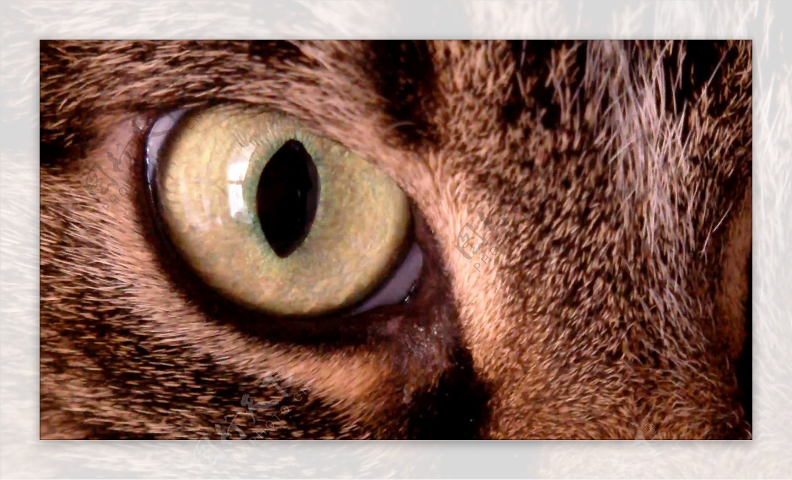你家猫眼不长这样的话，赶紧换吧！这才是猫眼界的潮流趋势！ - 普象网