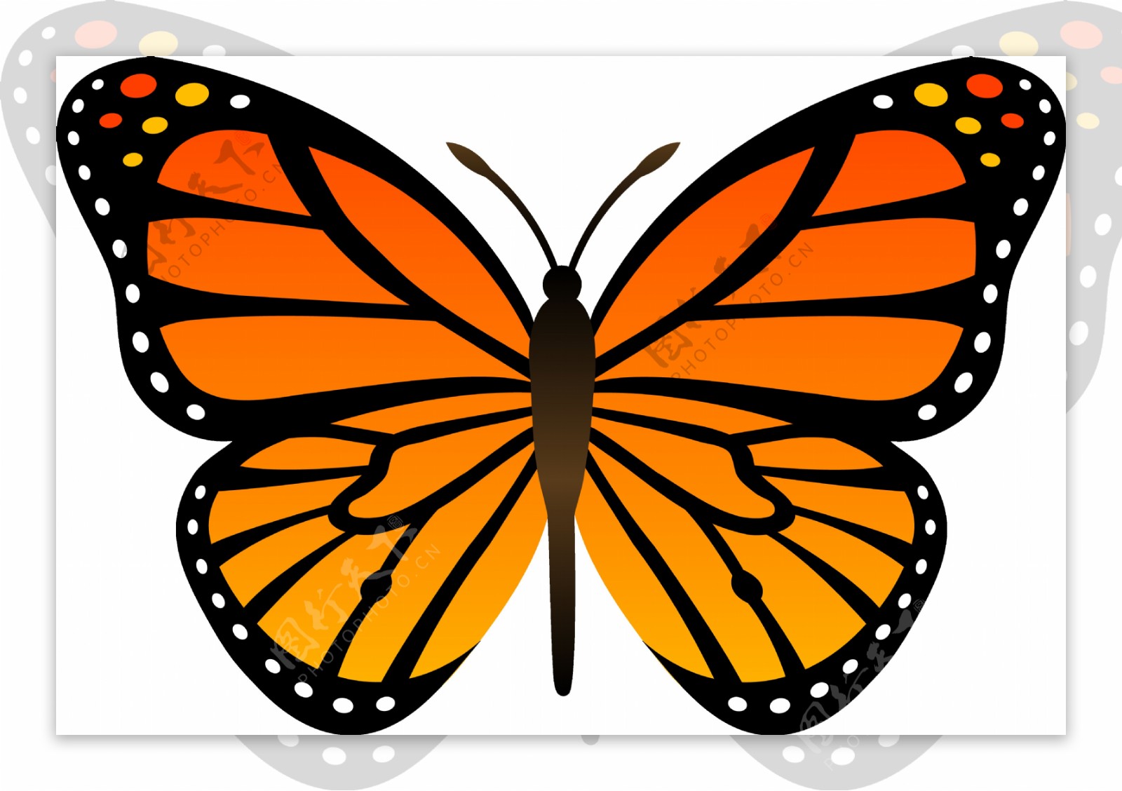 橙色展翅蝴蝶免抠png透明素材