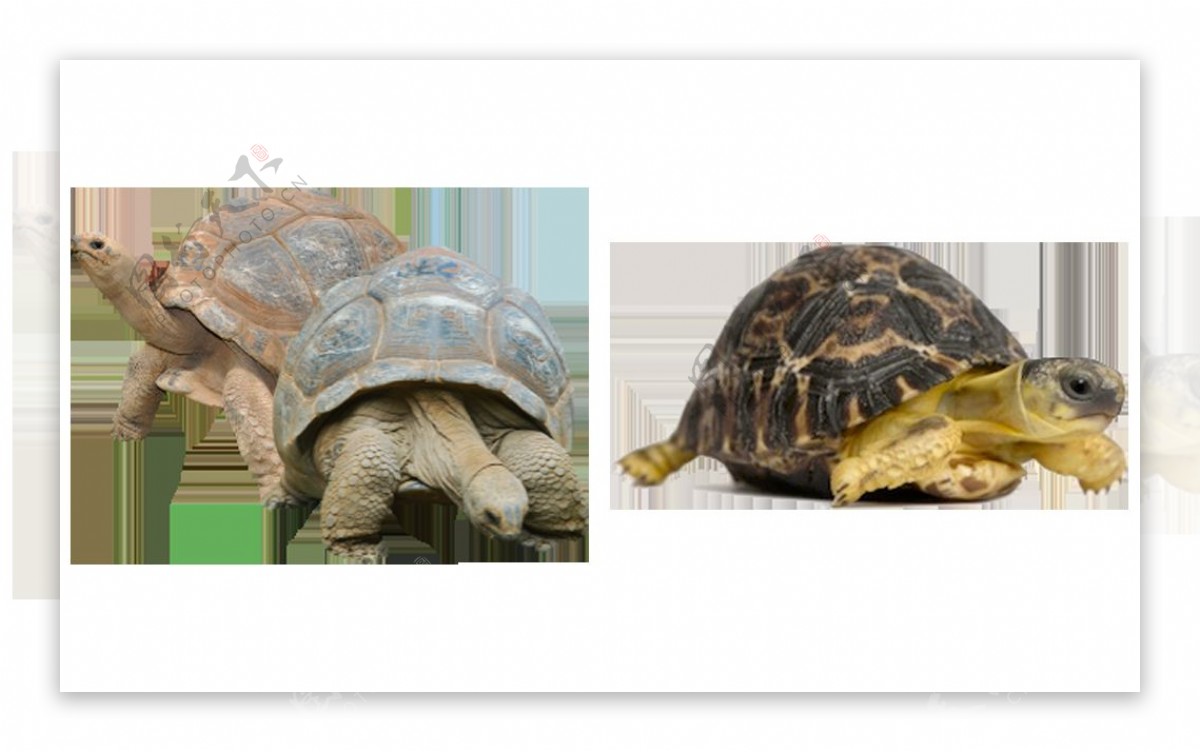 乌龟图片免抠png透明图层素材