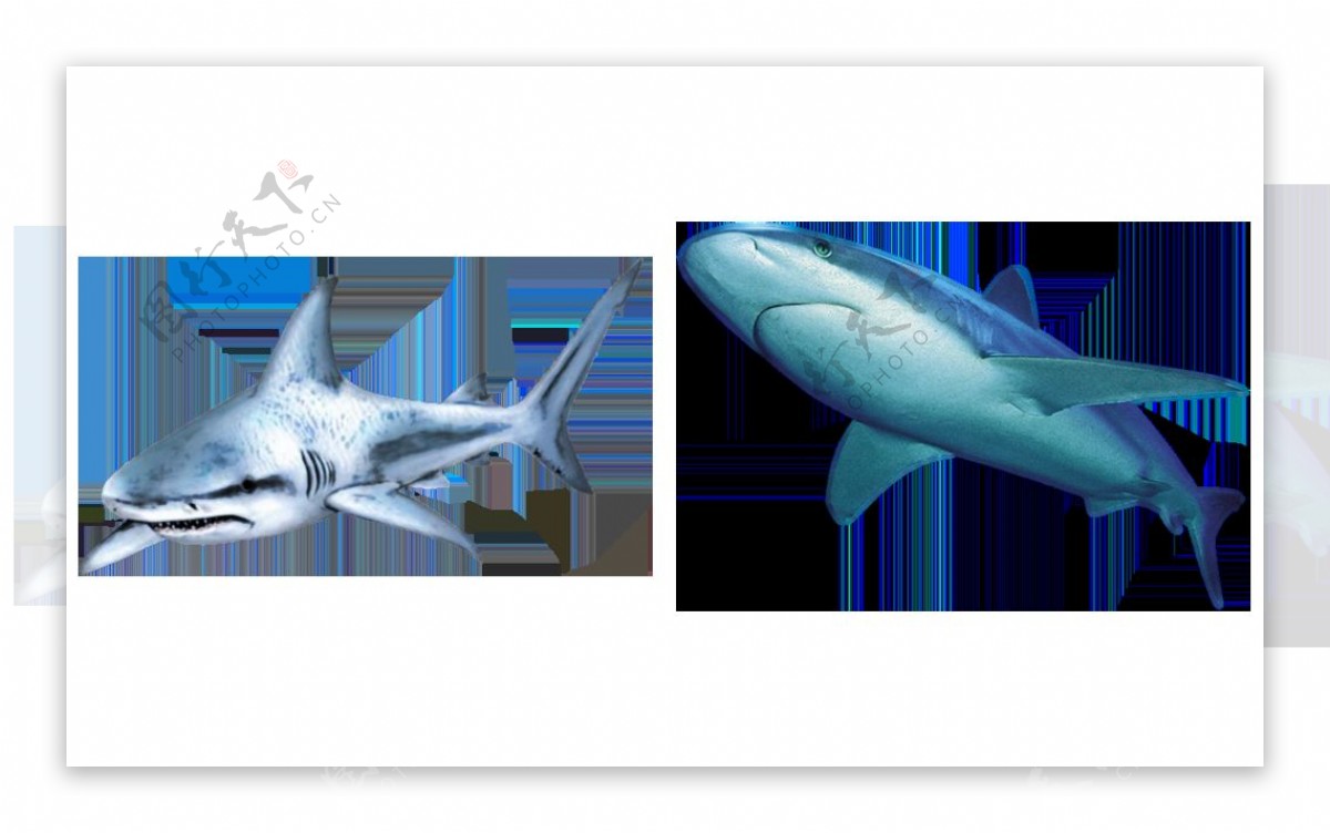 蓝色鲨鱼图片免抠png透明图层素材