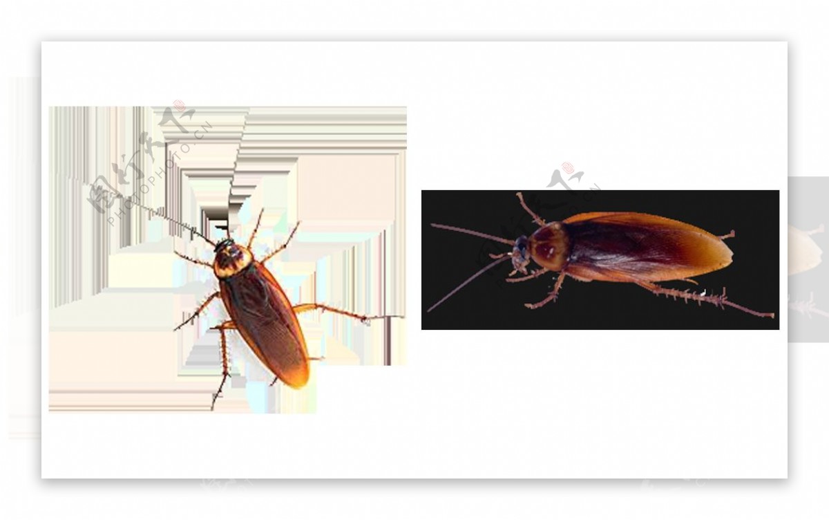 两只红色的蟑螂免抠png透明图层素材