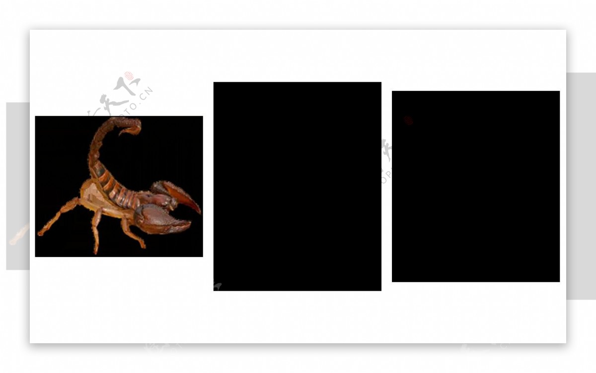 黑蝎子图片免抠png透明图层素材