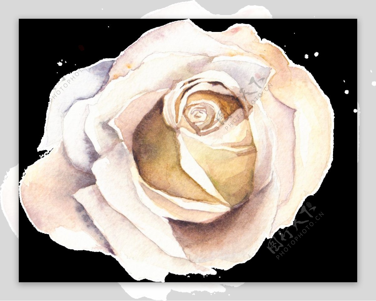 手绘复古玫瑰花png透明素材