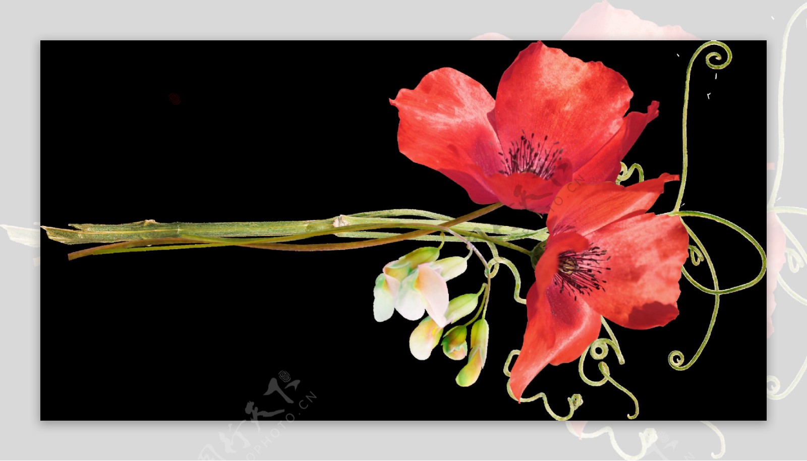 手绘鲜艳大红花朵png透明素材