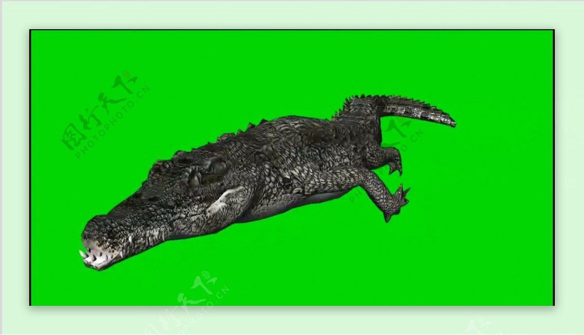 鳄鱼绿屏抠像视频素材