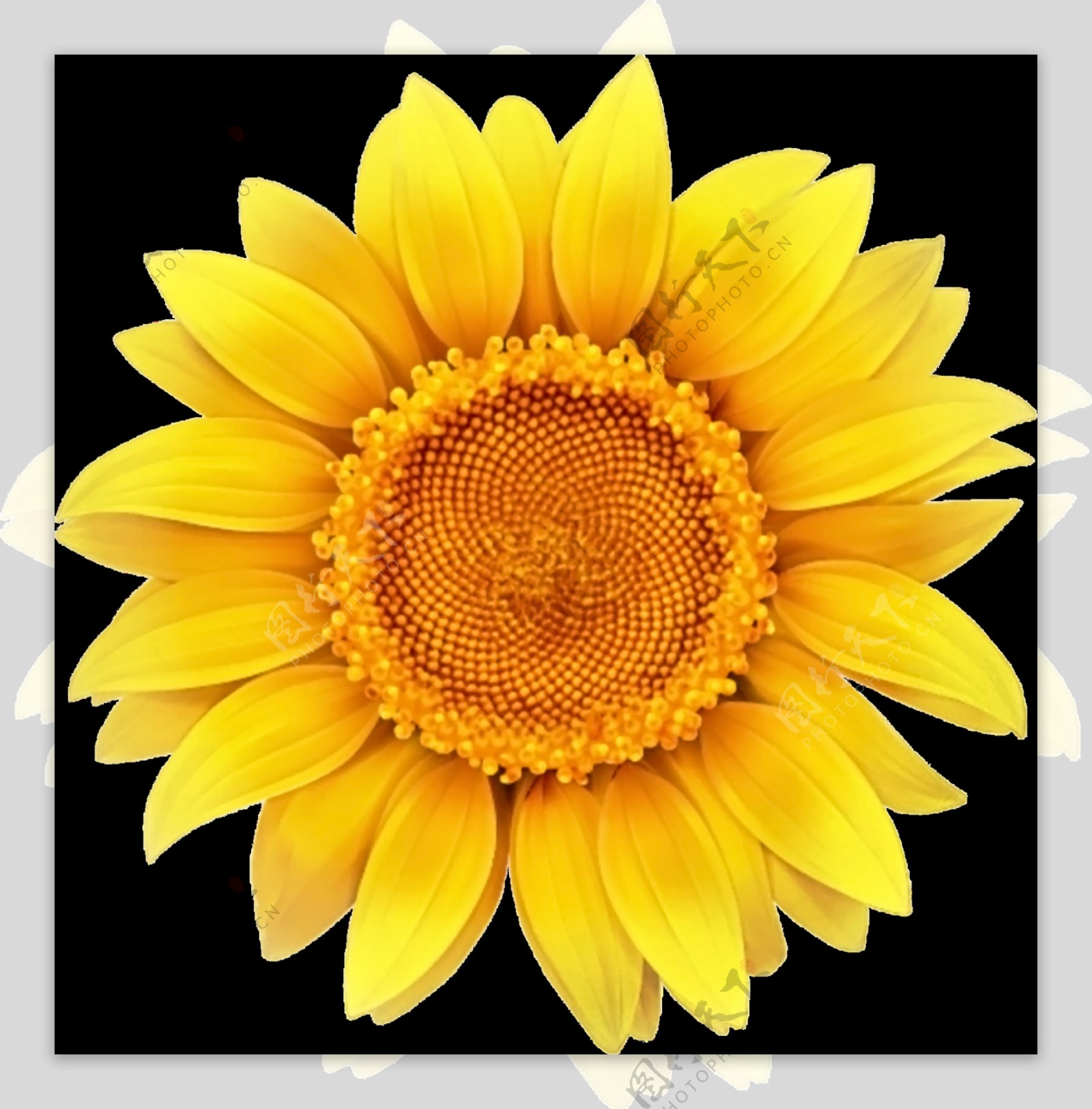 色彩鲜艳黄色向日葵png透明素材