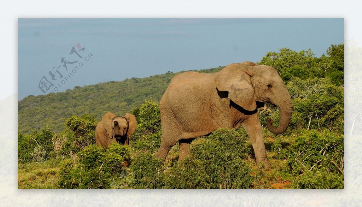 南非公园大象