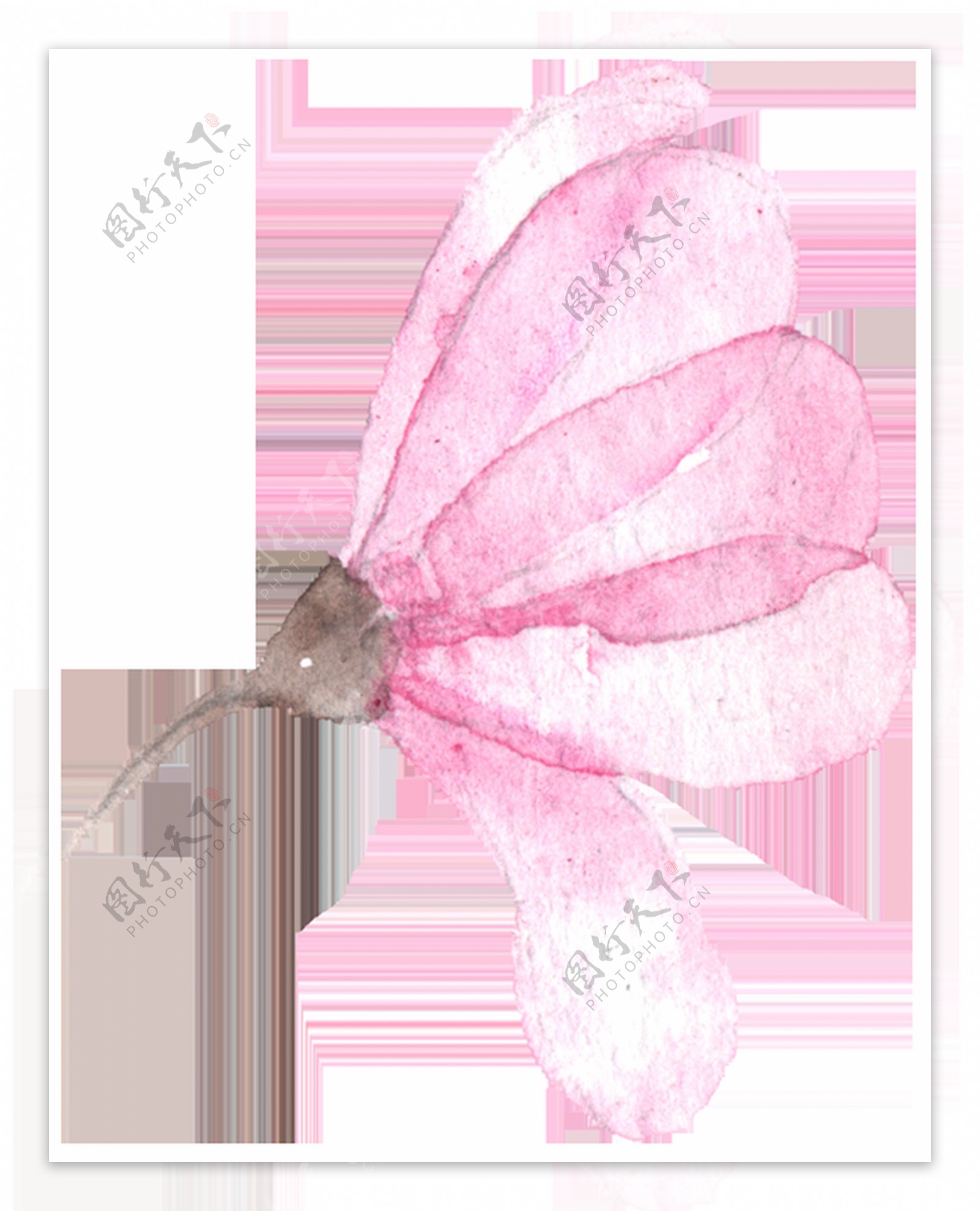 粉色精美花卉卡通透明装饰素材