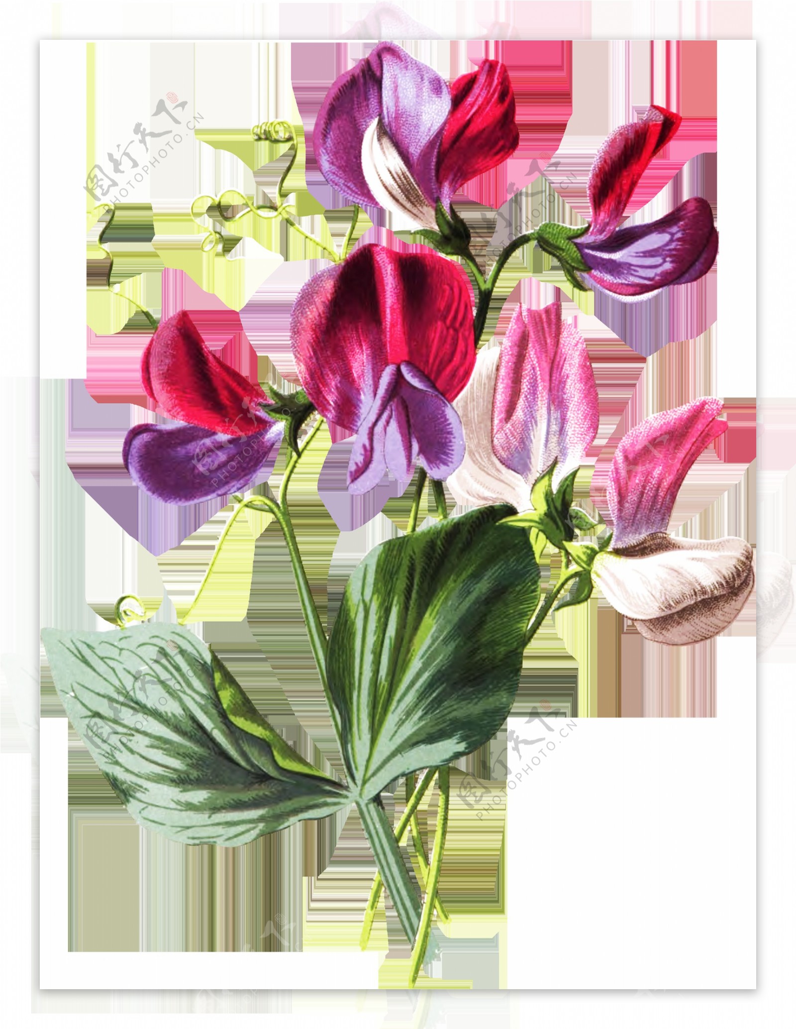 粉紫花瓣卡通透明素材