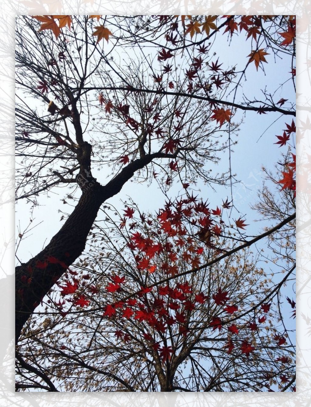 深秋初冬的树