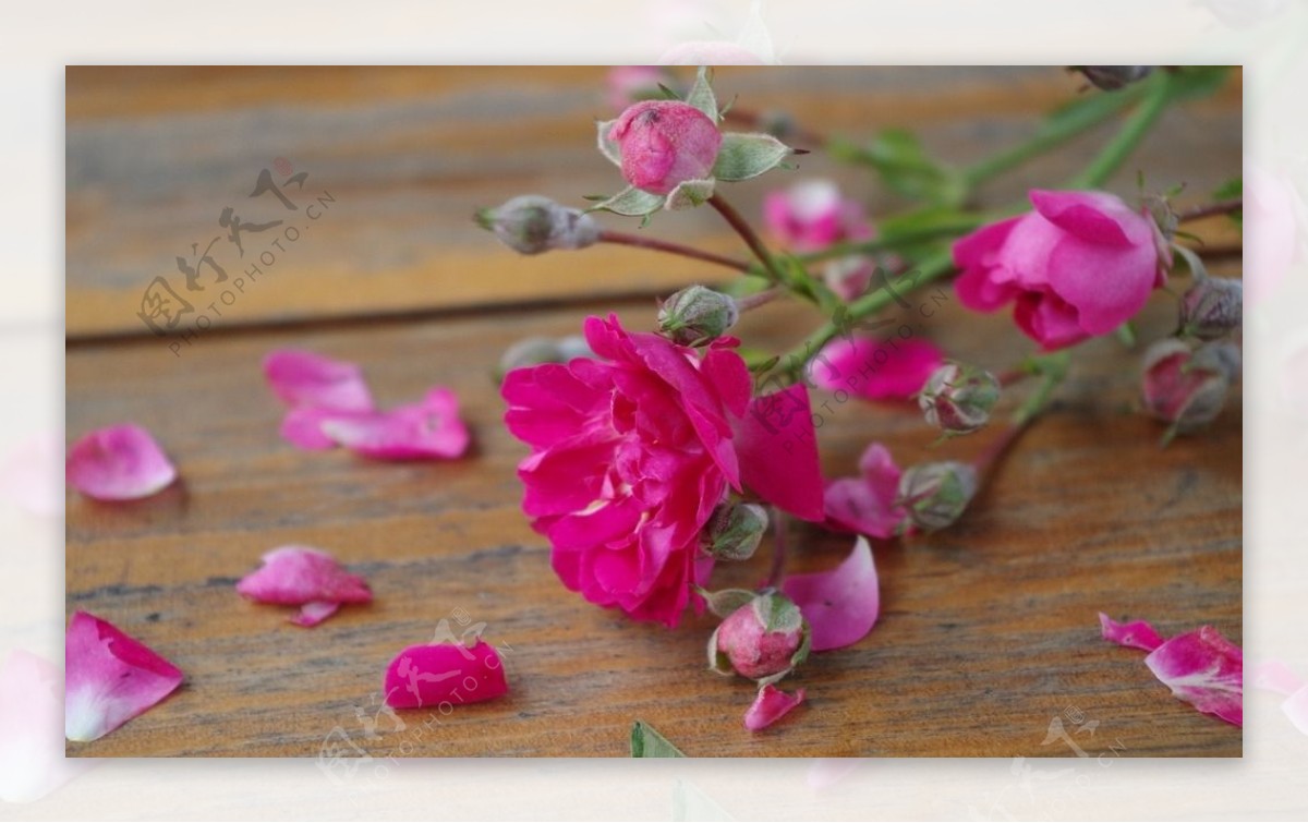 鲜花鲜花背景