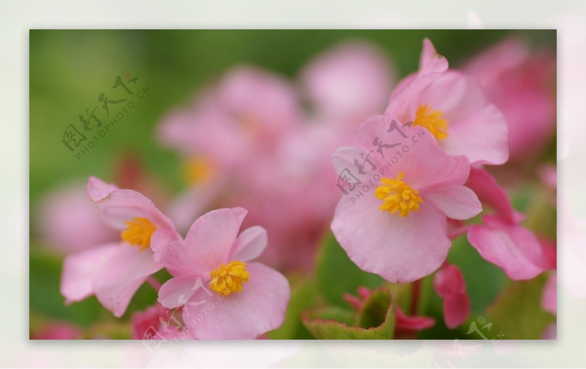 鲜花鲜花背景