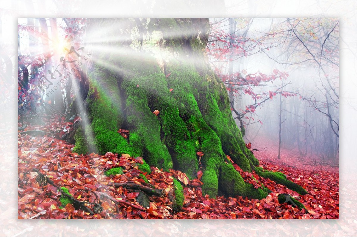 森林秋季树干苔光射线