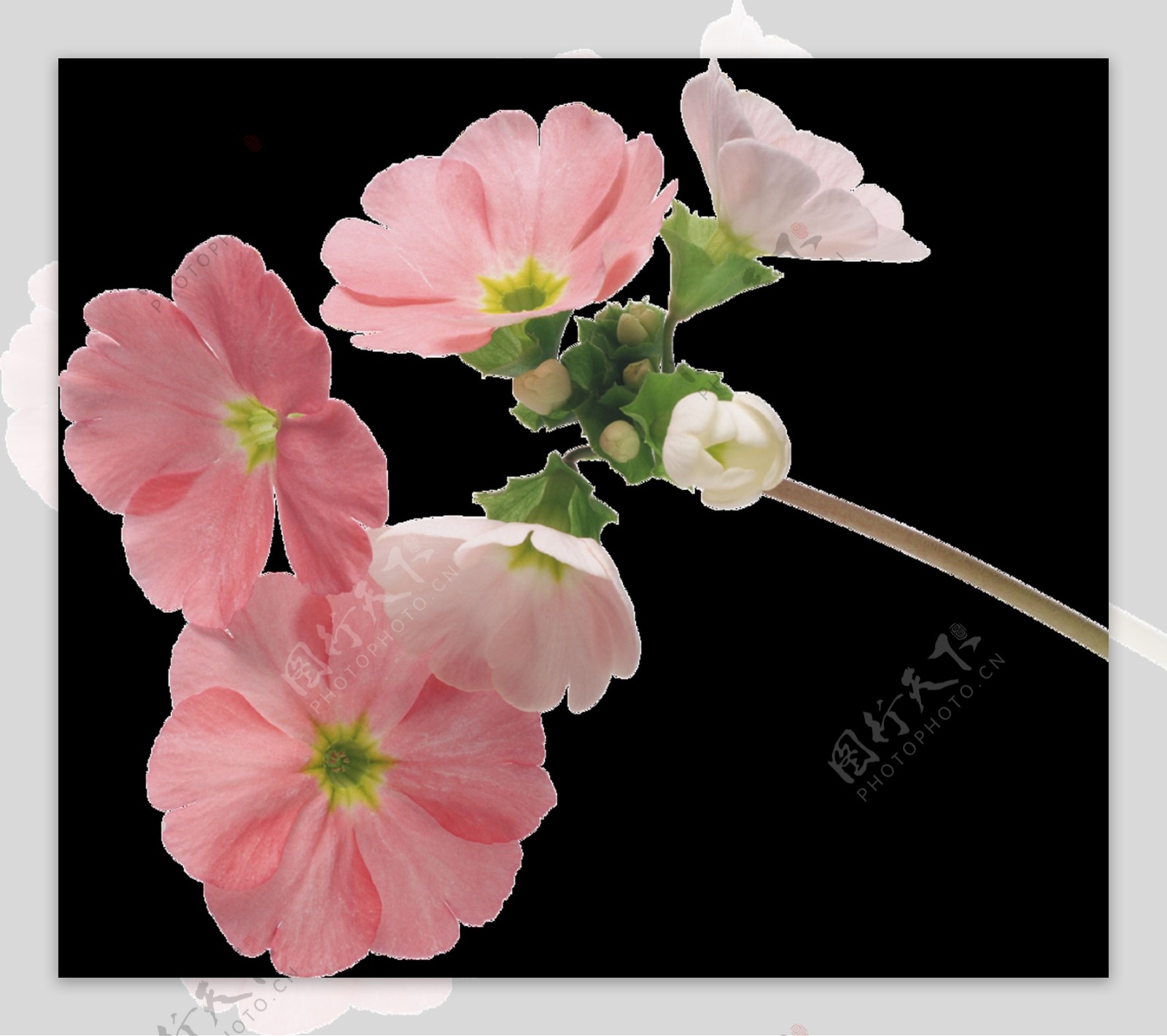 粉色花卉透明素材