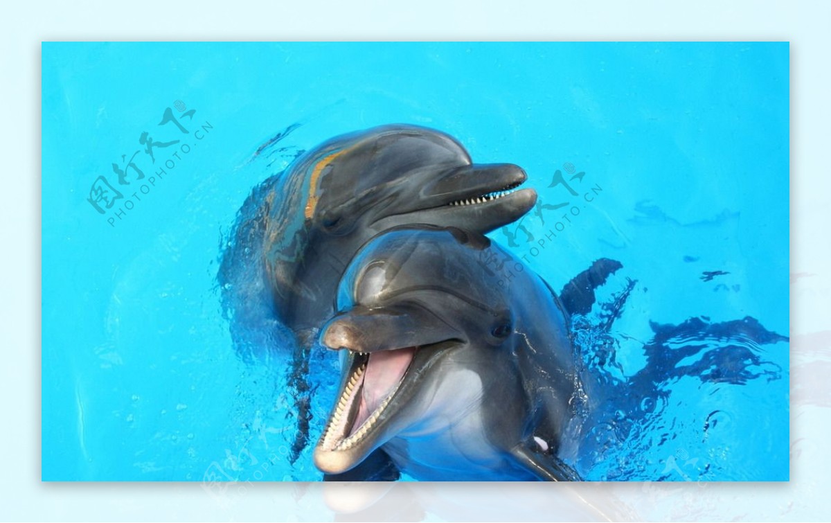 戏海豚
