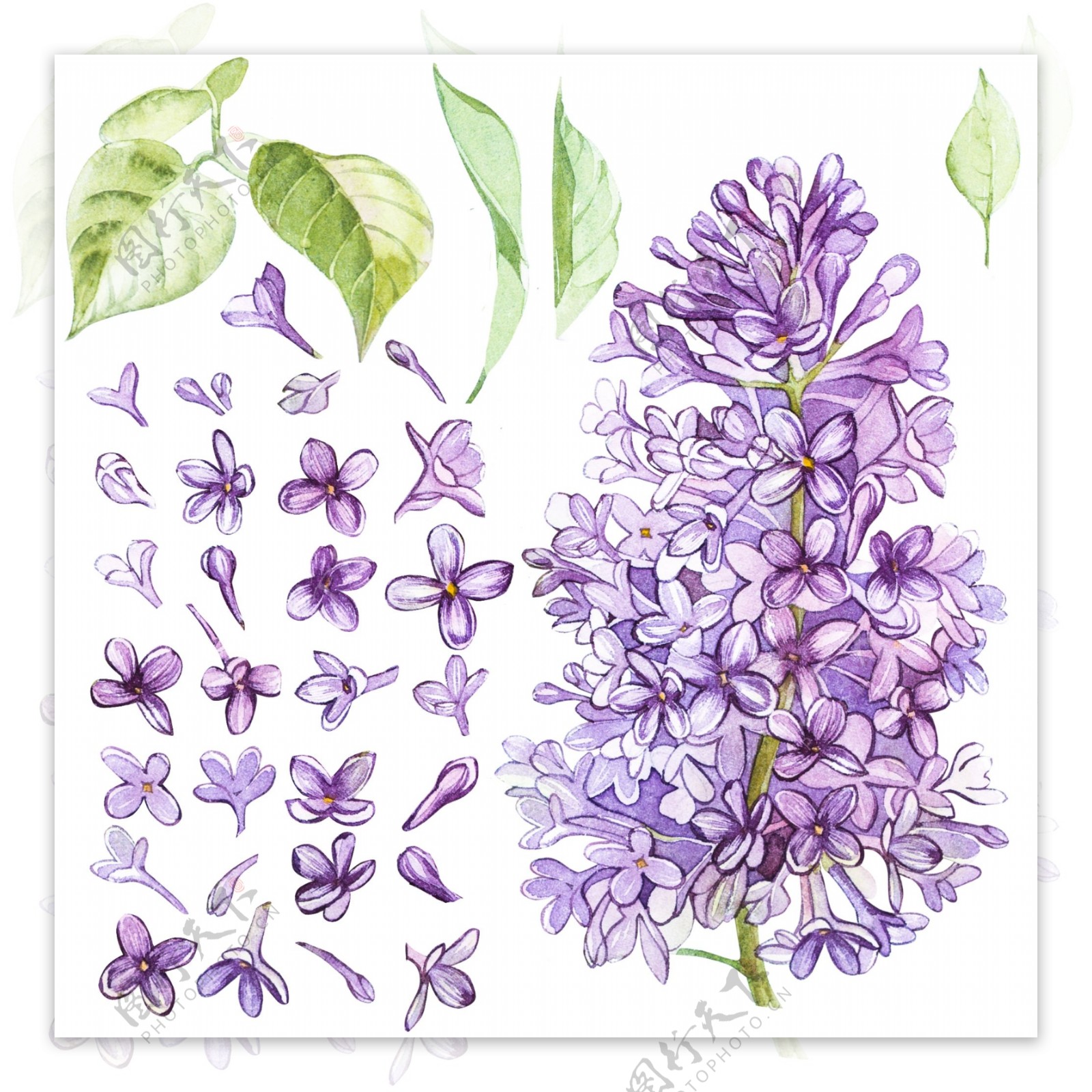紫色茂盛植物花卉psd源文件