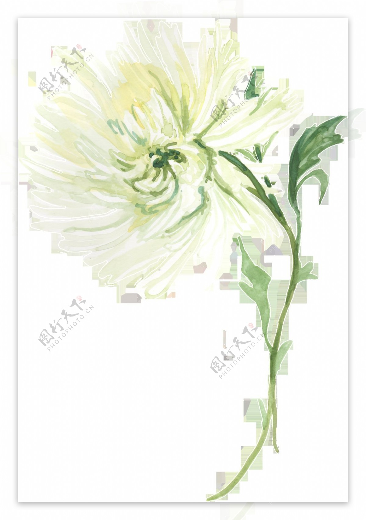唯美白色花卉透明装饰素材