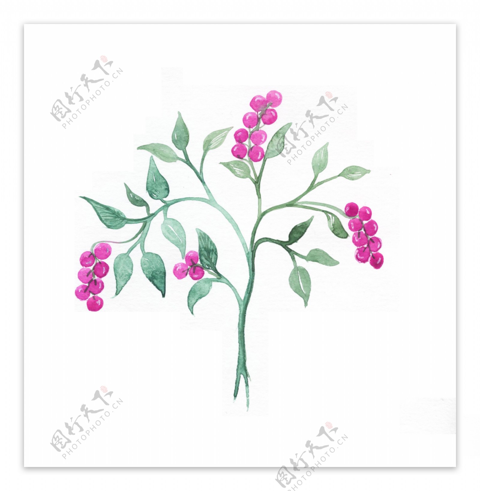 一棵粉红色野果树装饰素材
