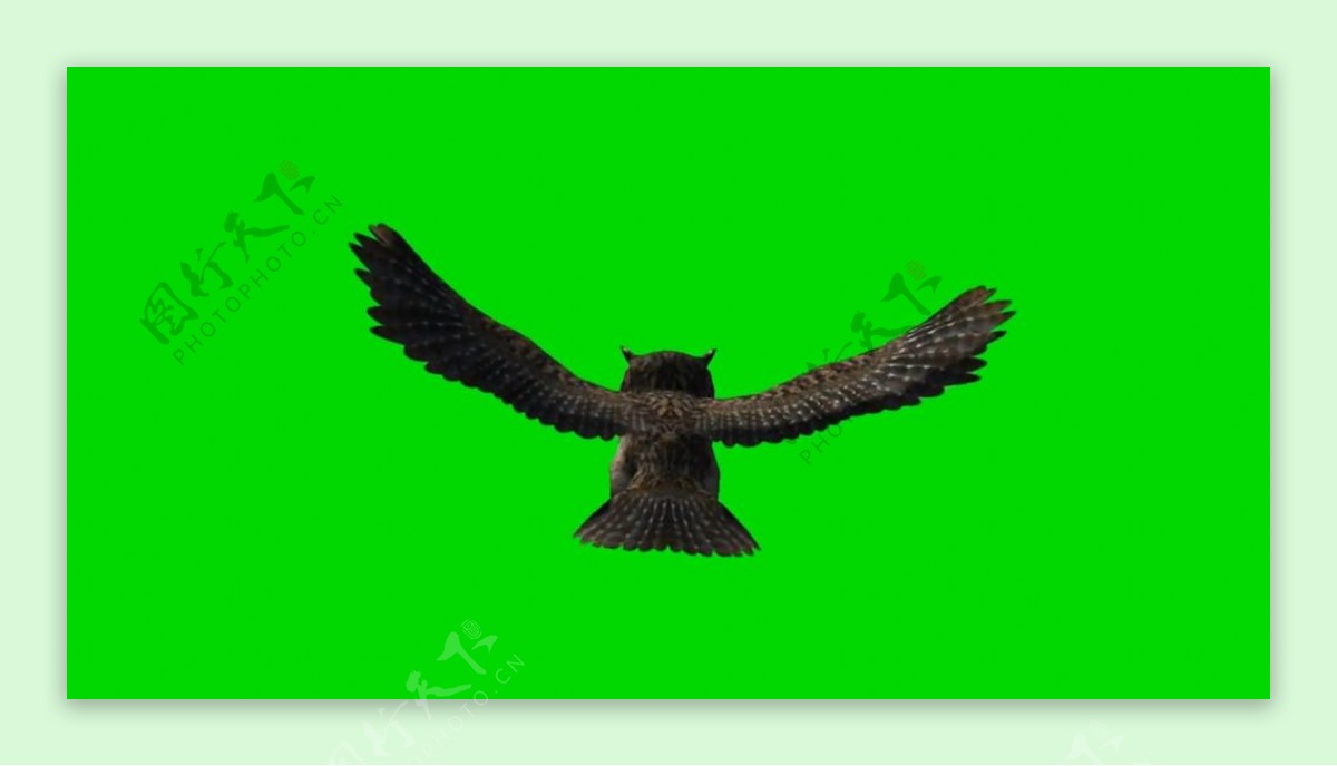 猫头鹰飞翔绿屏抠像视频素材