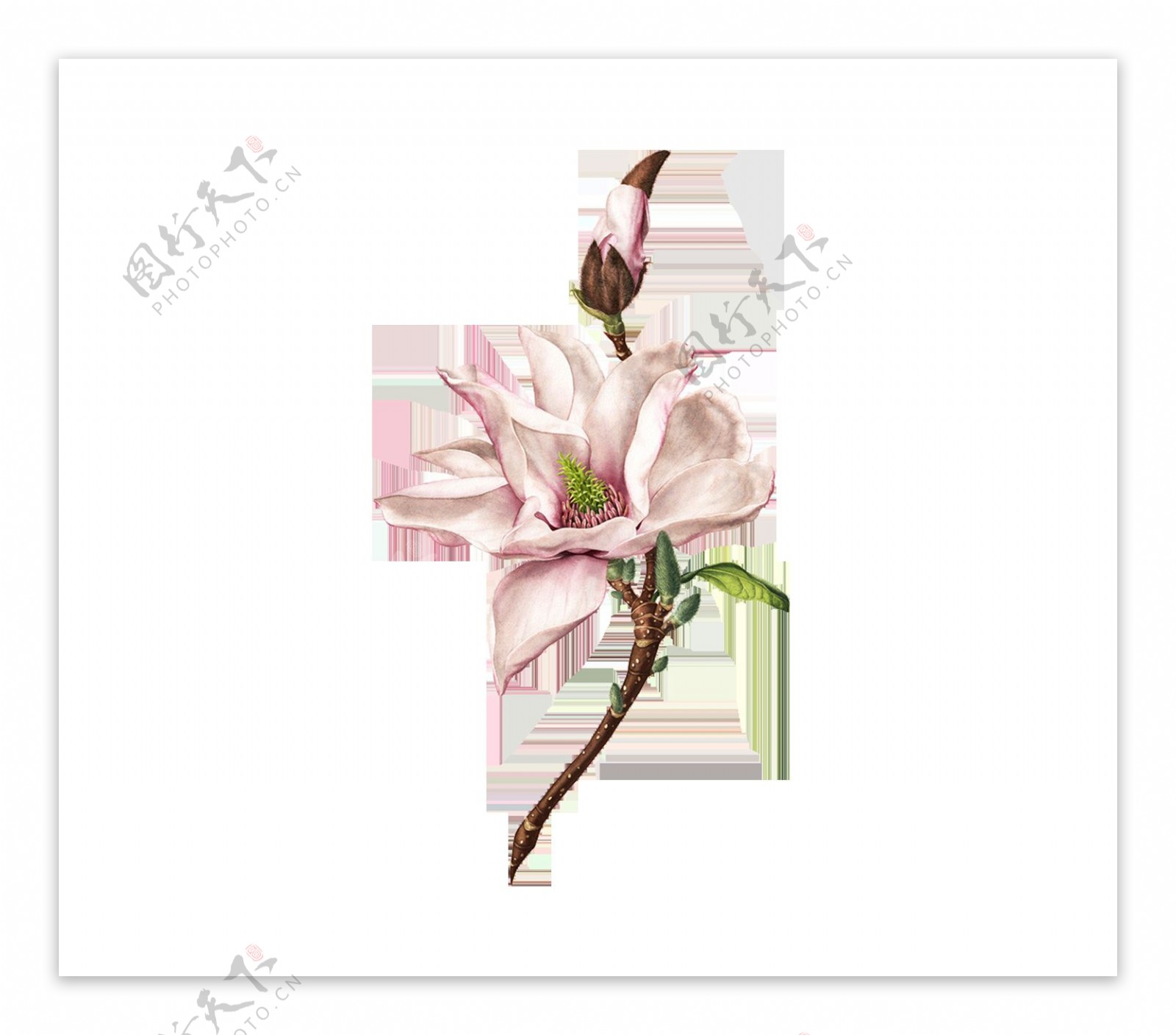 粉色兰花实景图png元素