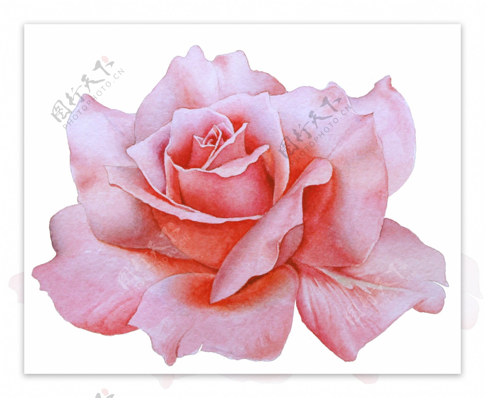 手绘一朵盛开的玫瑰花png透明素材
