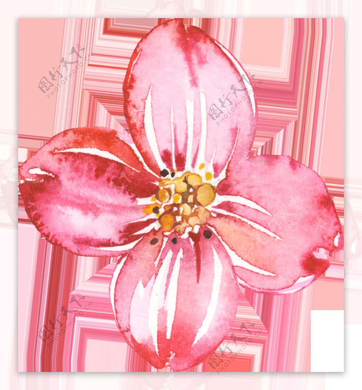 手绘粉色花瓣透明素材合集