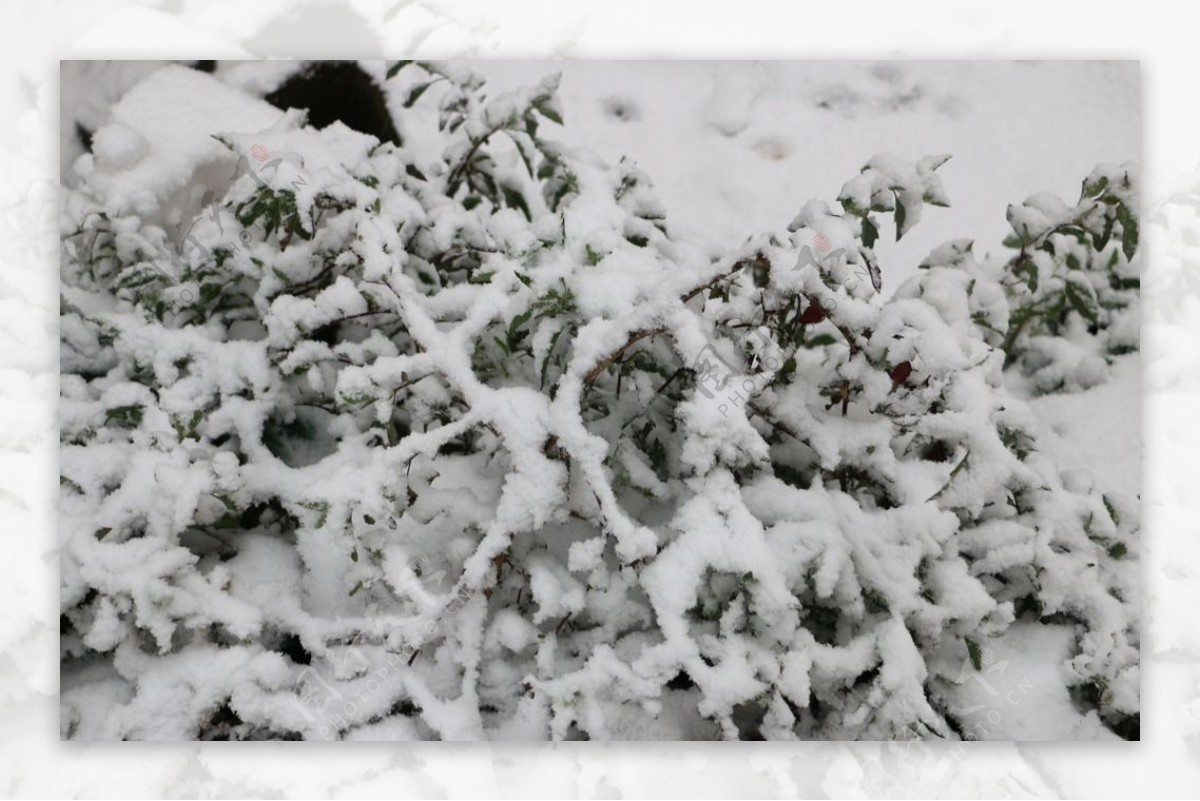 雪地南方初雪