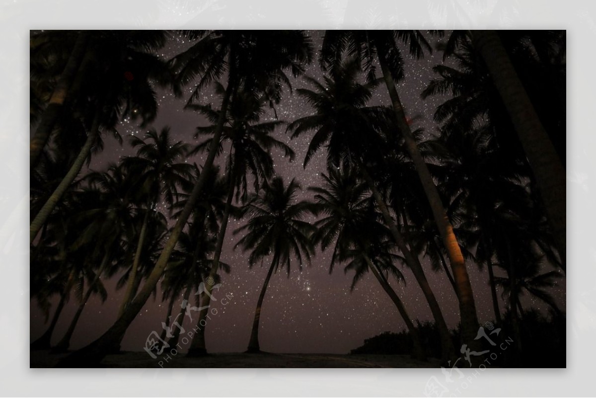夜色下的椰子树