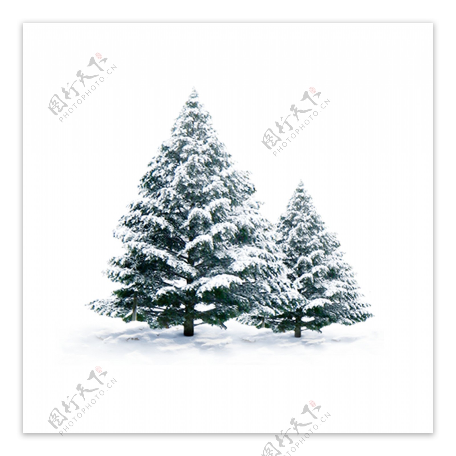 白雪盖松树png元素