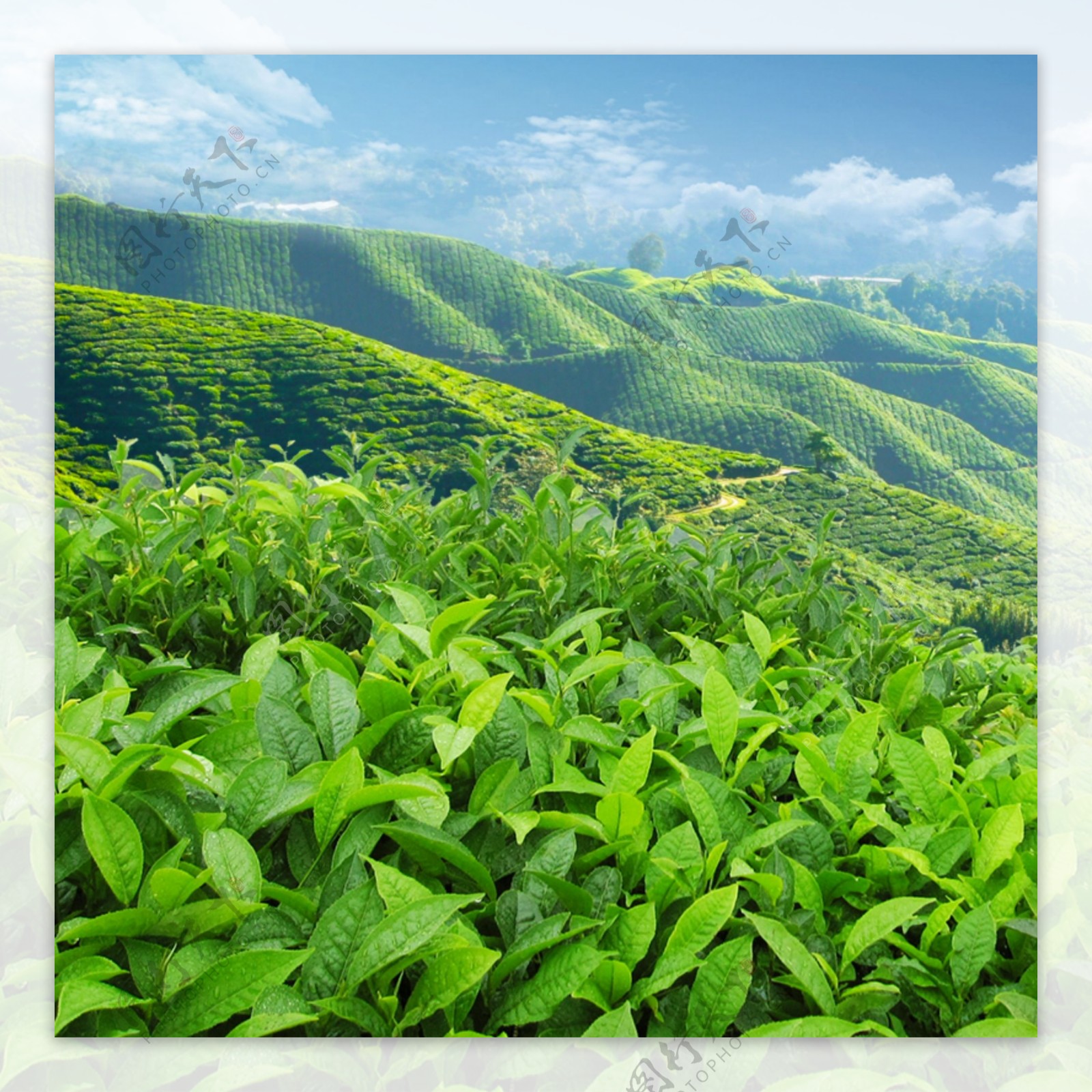 绿色茶山主图背景设计