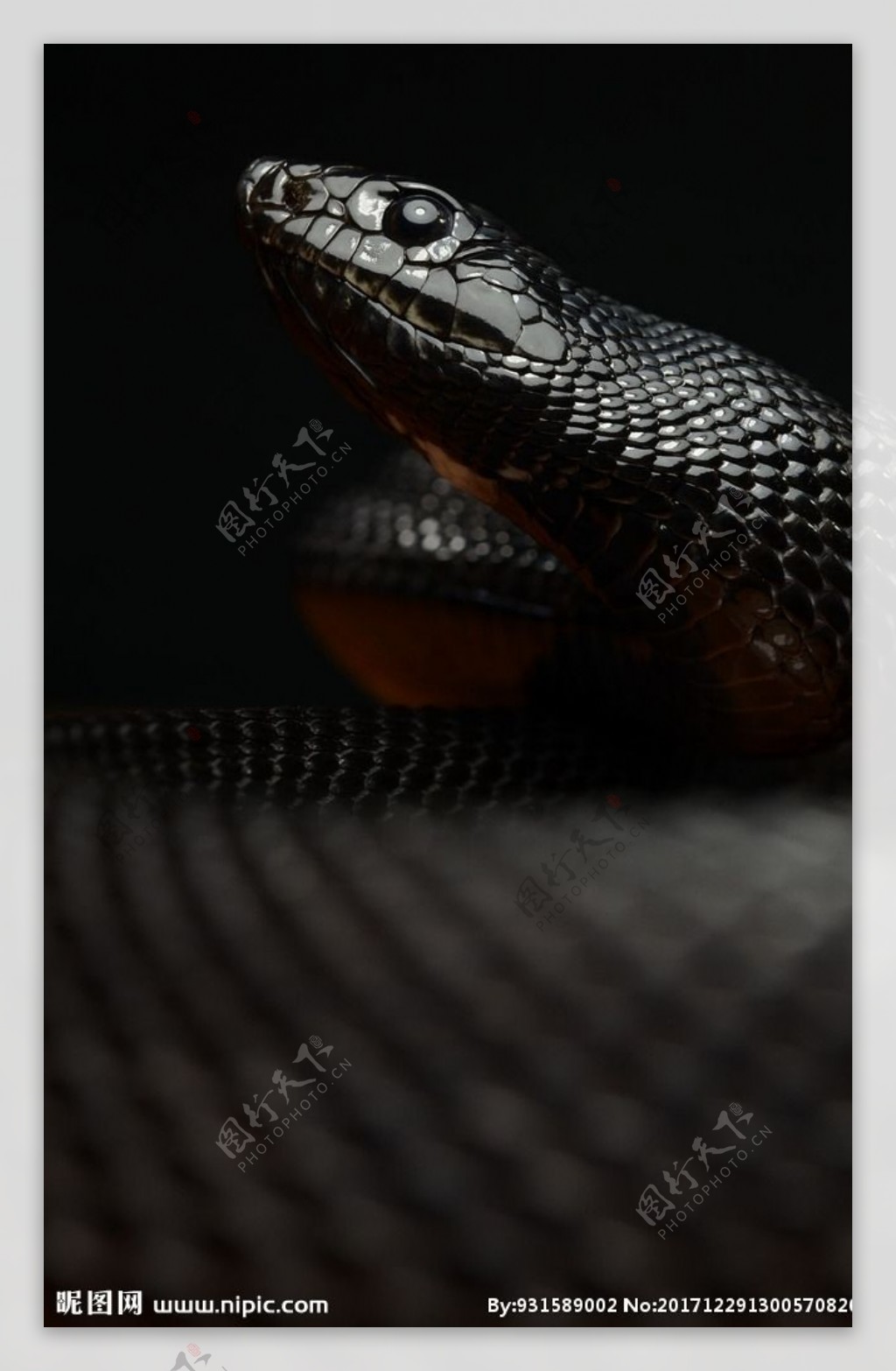 蛇