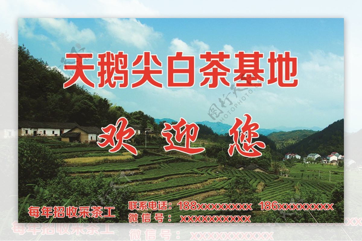 白茶基地宣传海报