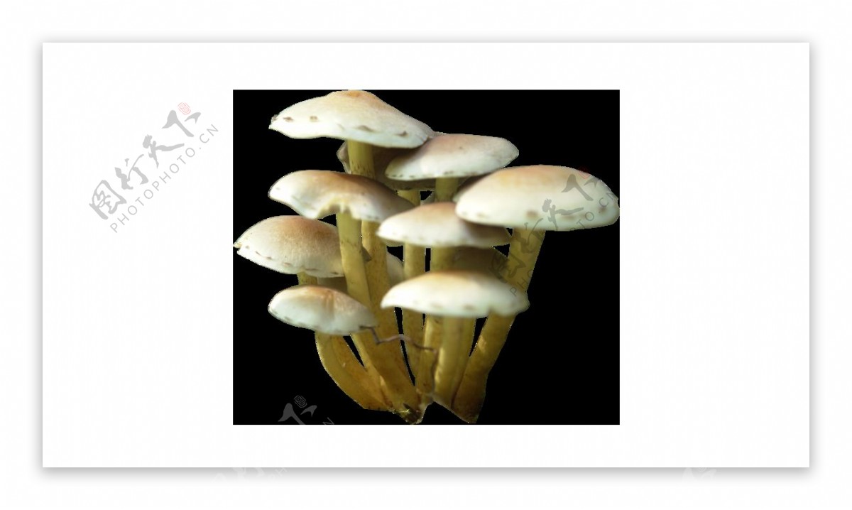 白色伞状蘑菇元素