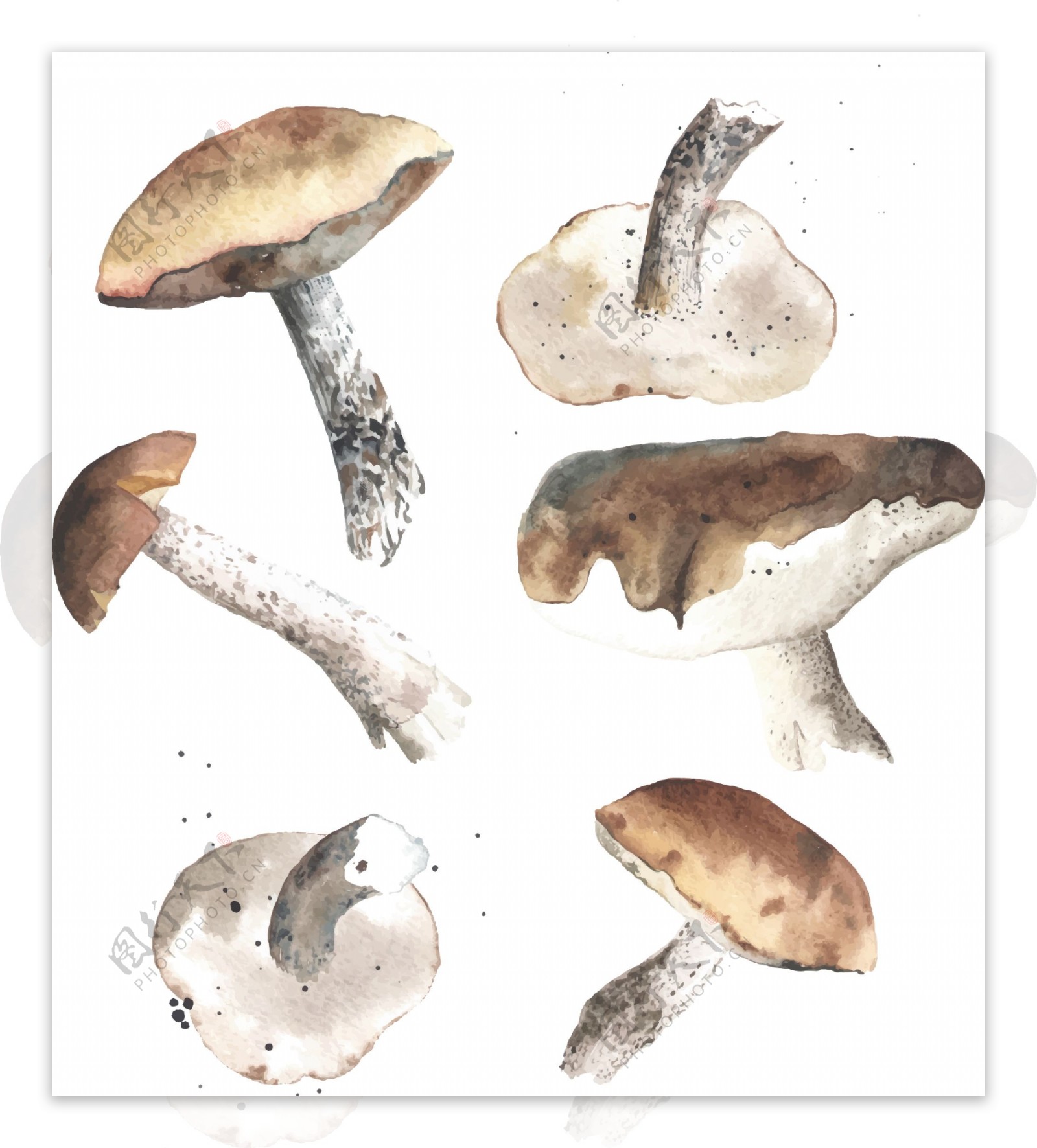 清新水彩绘蘑菇插画
