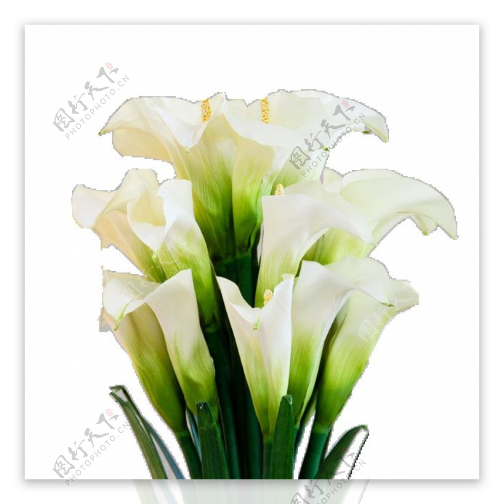 清纯白色花朵花束实物元素