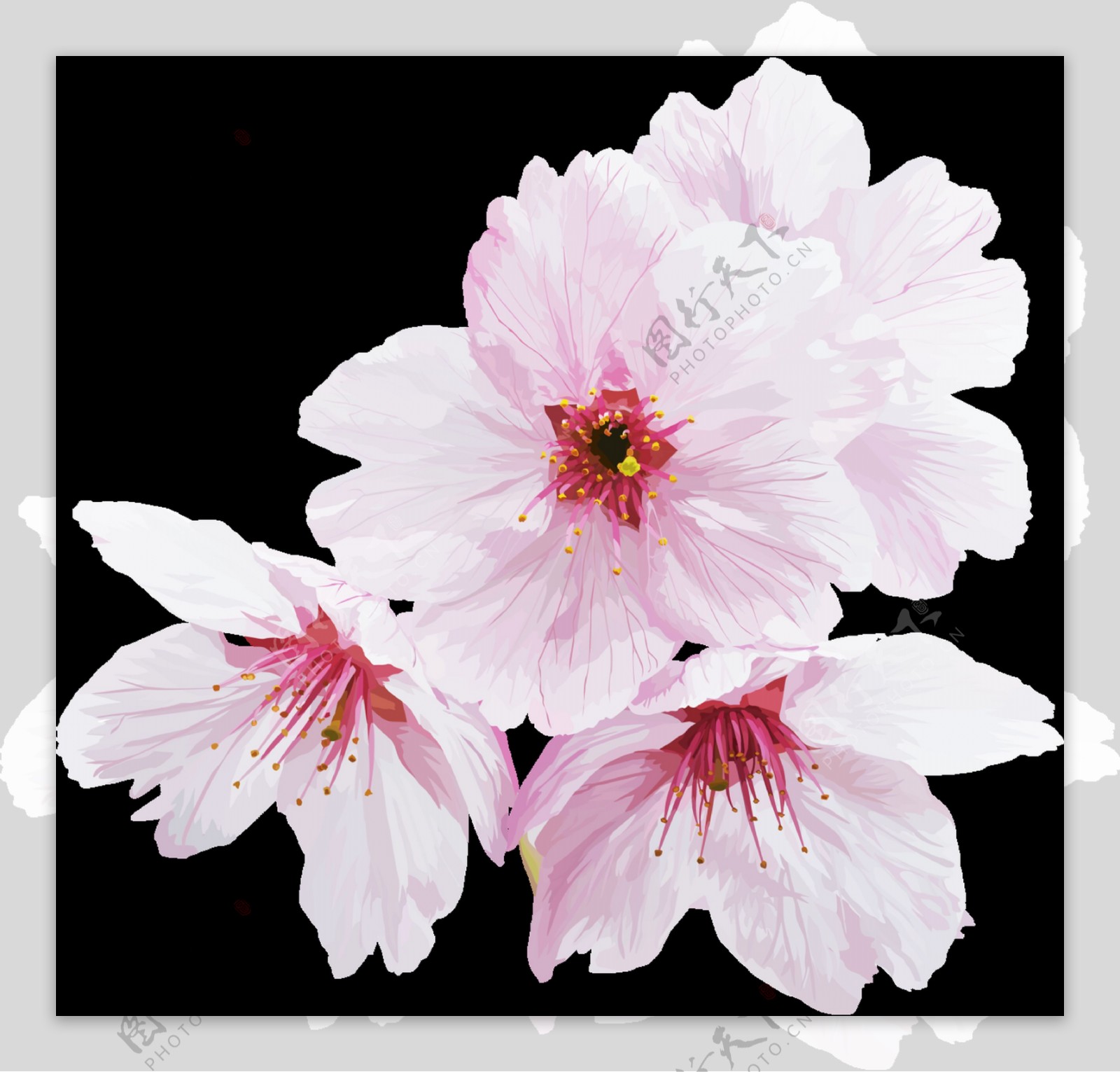 四朵白色樱花透明素材