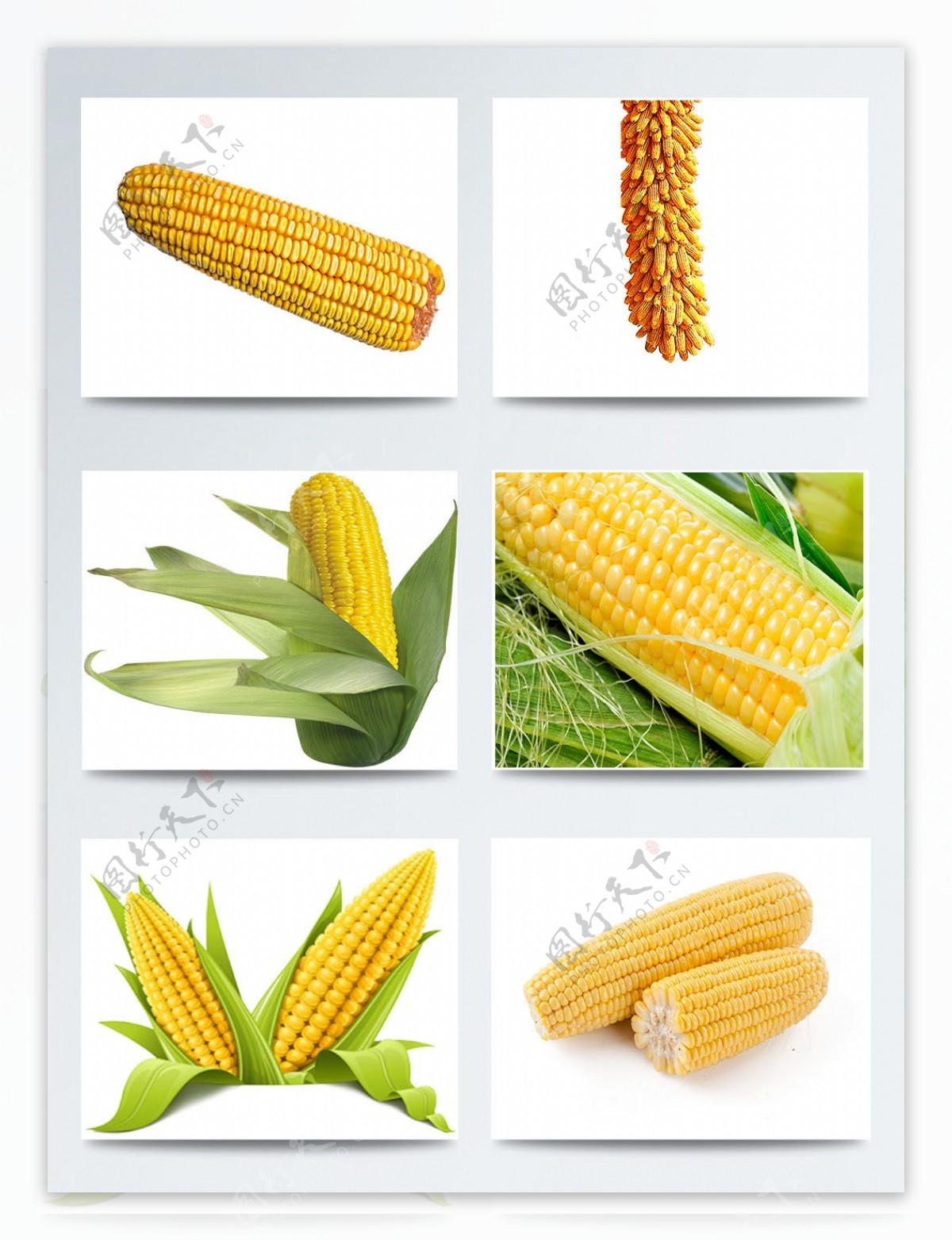 一组玉米实物高清图案合集