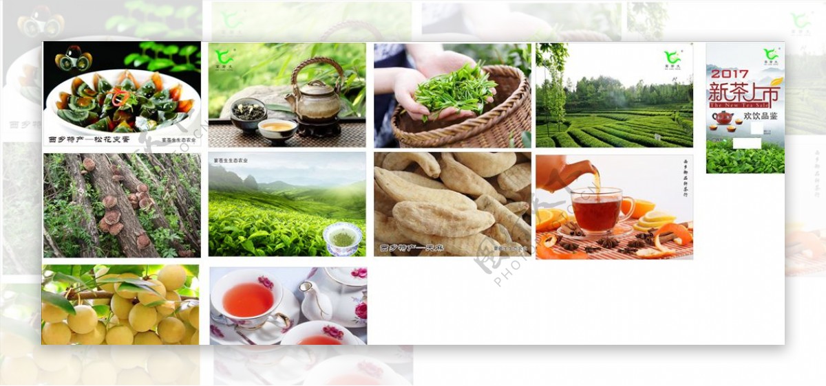 生态农业图片茶叶