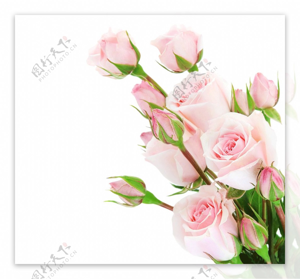 浪漫粉色玫瑰元素