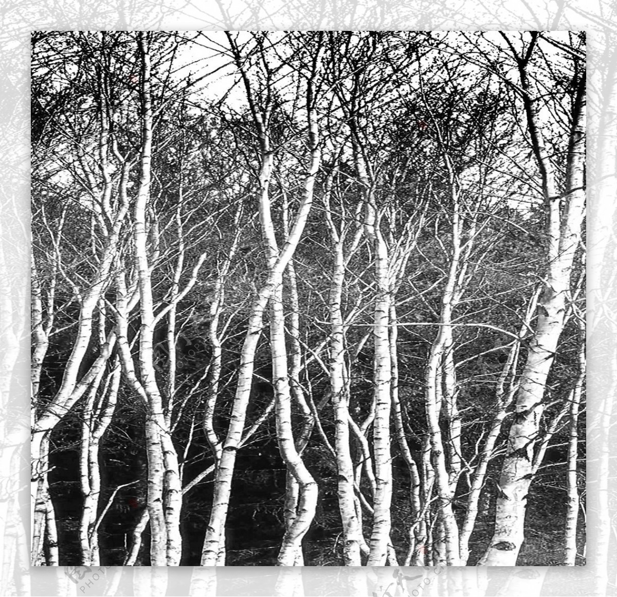黑白树林