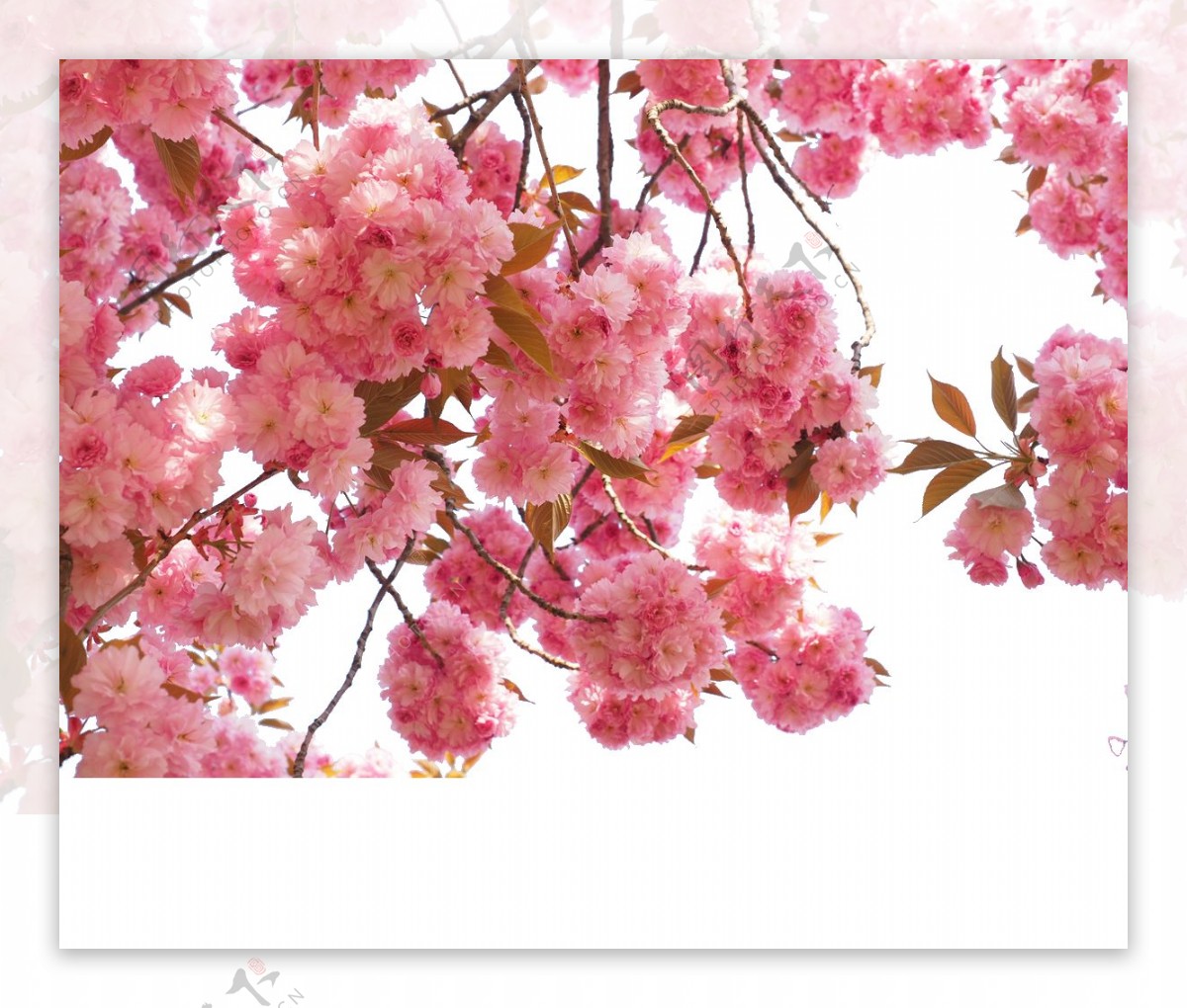 清新风格红粉色花朵樱花装饰元素