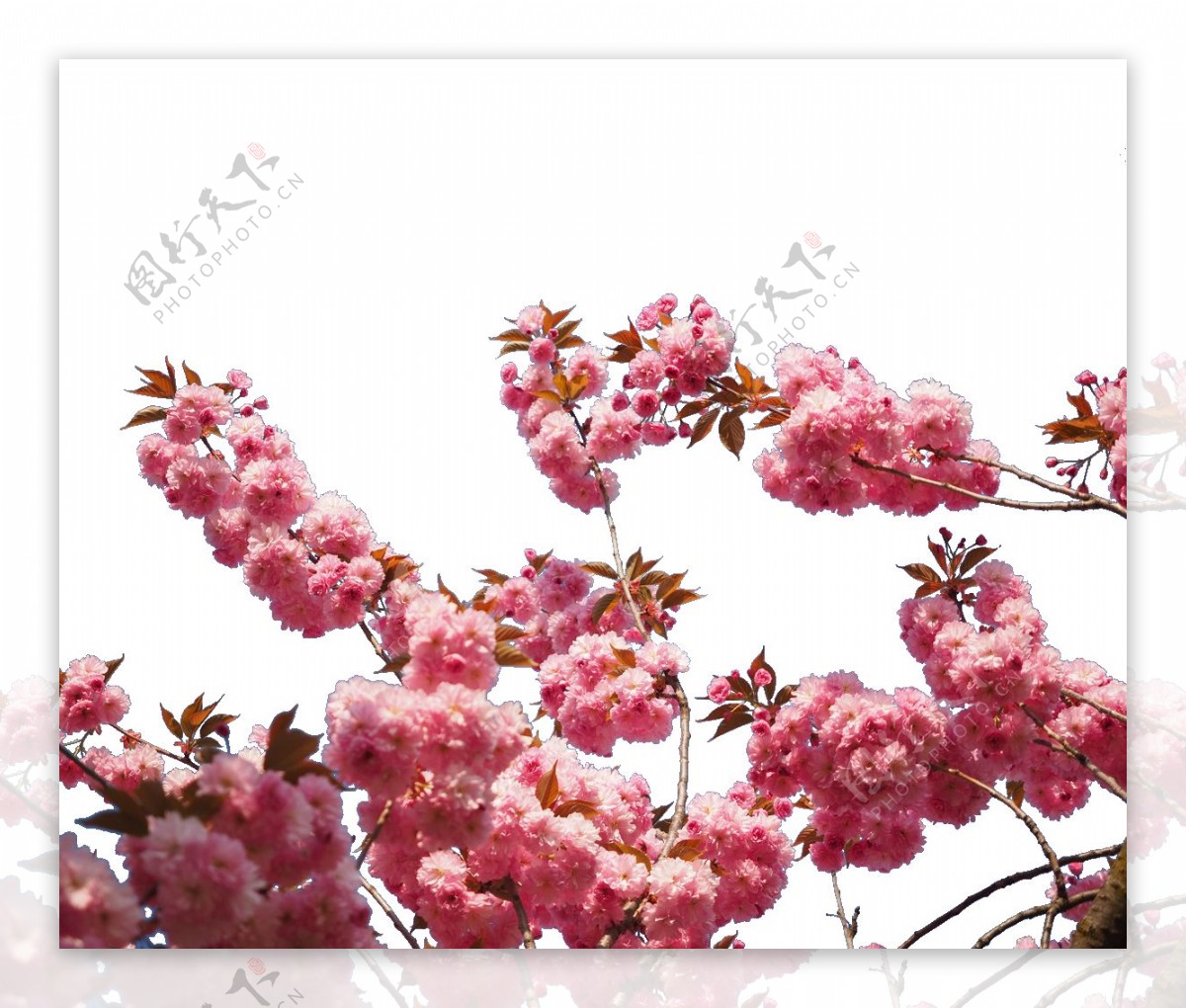 清新风格鲜粉色花瓣樱花装饰元素
