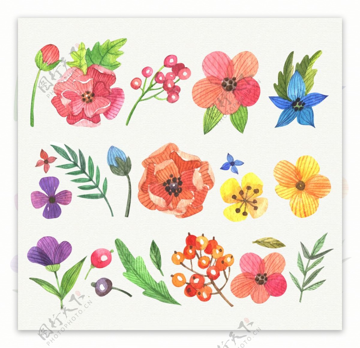 手绘花卉品种