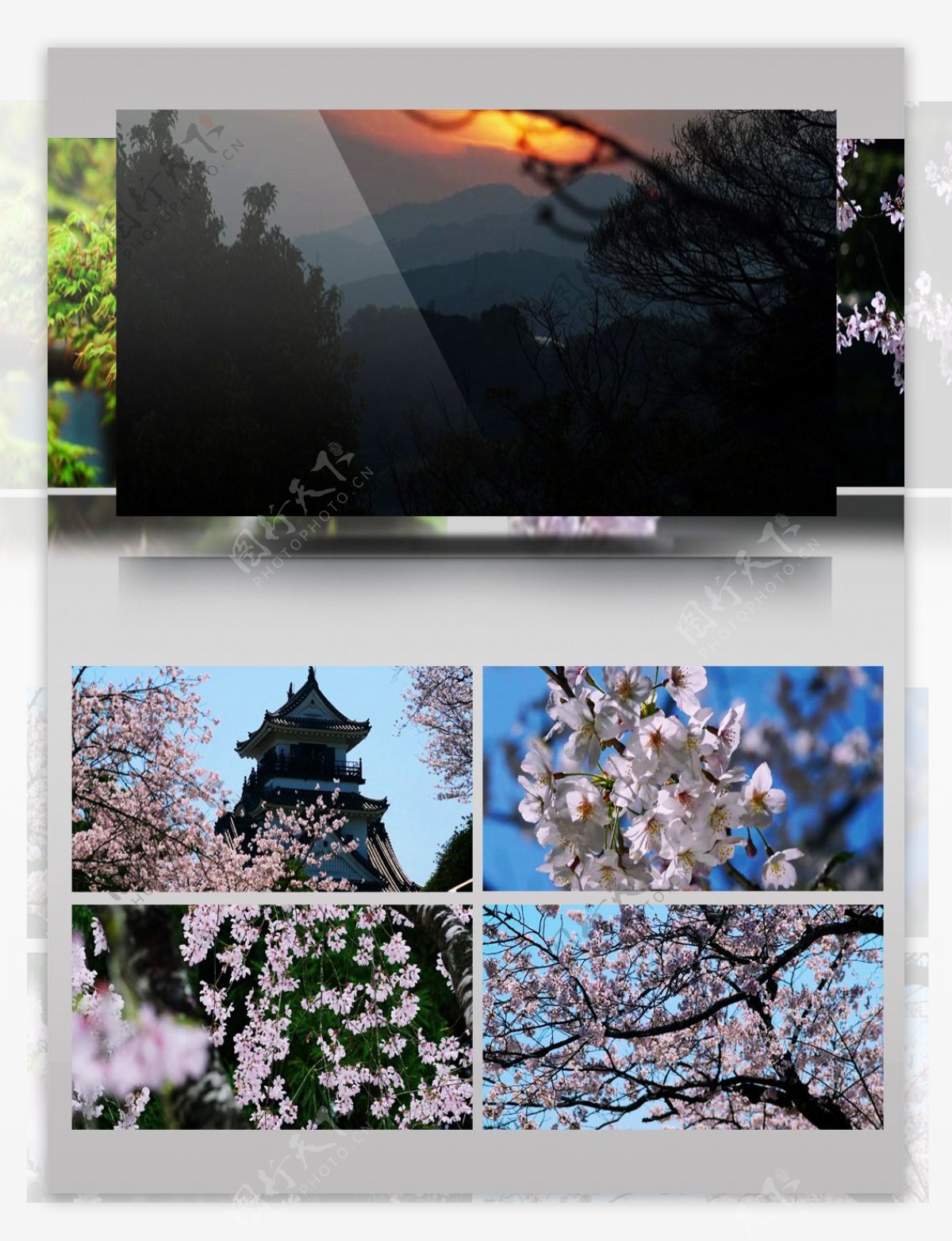 4k实拍日本唯美樱花自然风景超清视频素材