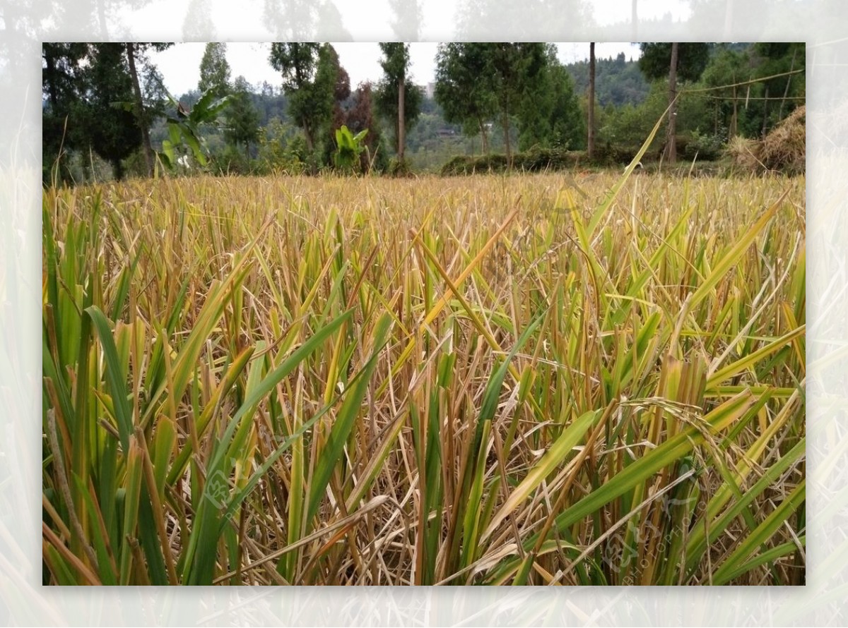 稻田水稻收割黄色农田